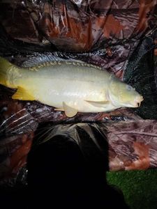 Mirror Carp