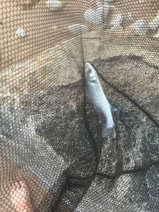 European Bass (Seabass)
