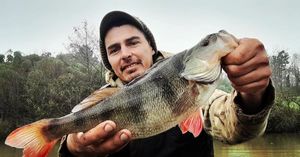 European Perch