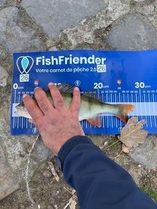 European Perch