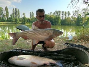 Grass Carp