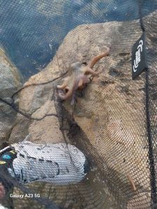 Common Octopus