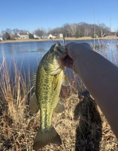 Peacock Bass ( Monoculus)