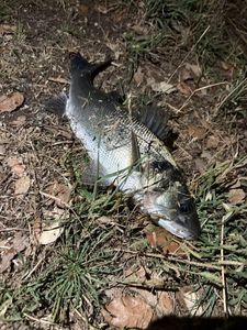 European Bass (Seabass)