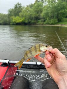 European Perch