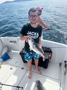 European Bass (Seabass)