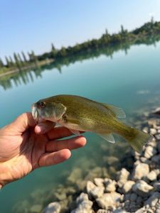 Largemouth Bass