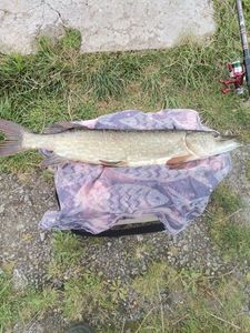 Northern Pike