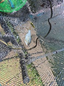 White bream