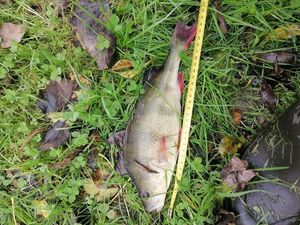 European Perch