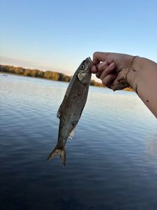Fallfish