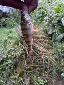 European Perch