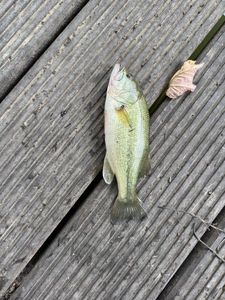 Smallmouth Bass
