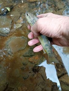 Brown Trout