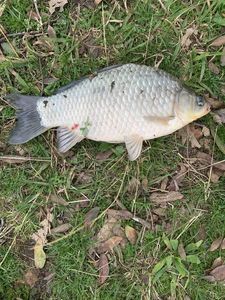 Crucian Carp