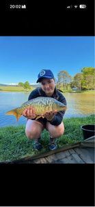 Mirror Carp