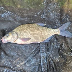 Common Bream