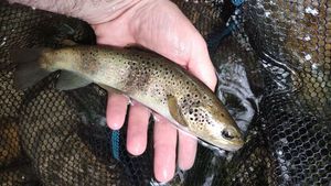 Brown Trout