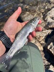 Rainbow Trout