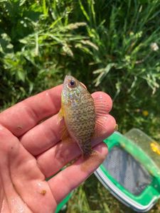 Green Sunfish