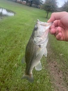 Largemouth Bass