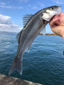 European Bass (Seabass)