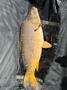 Leather Carp