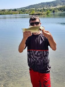 Largemouth Bass