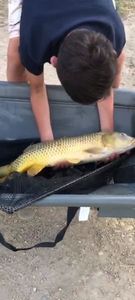 Common Carp