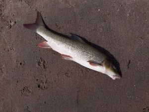 Barbel