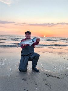 European Bass (Seabass)