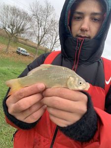 Common Carp