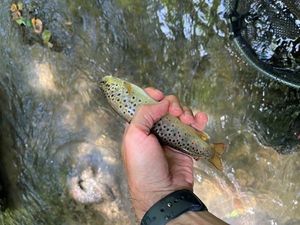 Brown Trout