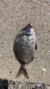White Seabream