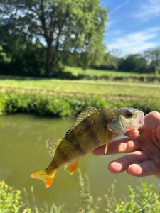 European Perch