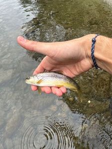 Brown Trout