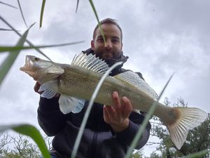 Zander caught by Arnaud Cambon Team GSTF