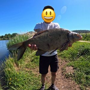 Common Bream