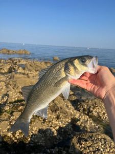 European Bass (Seabass)