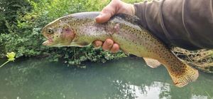 Rainbow Trout