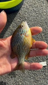 Green Sunfish