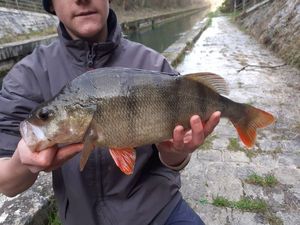 European Perch