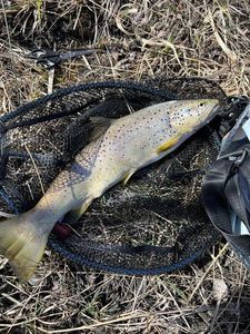 Brown Trout