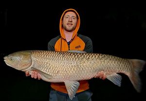 Grass Carp