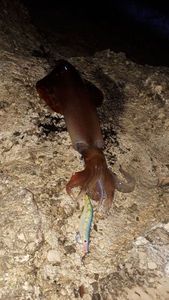 European Squid