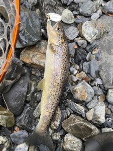 Brown Trout