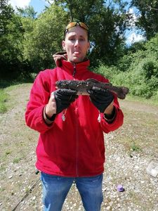 Rainbow Trout