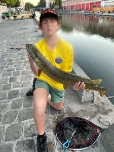 Northern Pike