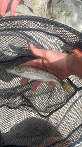 Barbel