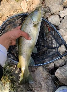 Brown Trout